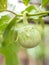 Raw eggplant Fresh on the tree.