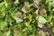 Raw field greens healthy mesclun mix