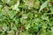 Raw field greens healthy salad mix