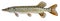 Raw fish pike isolated. Freshwater alive river fish with scales. Side view