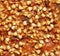 Raw food buckwheat brittle, closeup (macro)