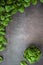 Raw fresh baby spinach leaves in bowl on grey background. Frame made of spinach background. Top view healthy leaf