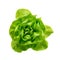 Raw fresh boston lettuce salad or butterhead isolated on white