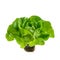 Raw fresh Butterhead or Boston or Bibb lettuce in black plastic pot with roots. Fresh green leaves of salad isolated on
