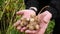 Raw fresh jerusalem artichokes, close up organic vegetable garden