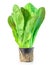 Raw fresh  Romaine Lettuce  salad or butterhead isolated on white background. Green leaf salad plant in a flower pot, side view.