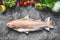 Raw fresh whole Gold Rainbow trout in fish dish with vegetables ingredients on gray concrete background , top view