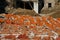 Raw freshly colored animal skins drying in the sun