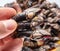 Raw goose barnacles in man\'s hand on white background