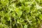 Raw Green Arugula Microgreens