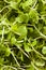 Raw Green Arugula Microgreens