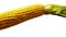 raw green corn pealed isolated on white background closeup image