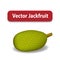 Raw Green jackfruit isolated on white, vector