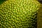 Raw Green jackfruit skin in close up in a garden.