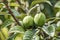 Raw green loquat fruits on tree branches. loquat has a number of health benefits, including the ability to prevent diabet