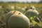 Raw green musk melons on sunlit farmland. Generate ai