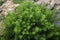 Raw green Oregano in field. Greek natural herb oregano. Green and fresh oregano flowers.