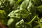 Raw Green Organic Baby Spinach