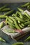 Raw Green Organic Okra Harvest