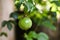 Raw green organic passion fruit hanging Kerala India