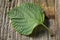 Raw Green Organic Perilla Sesame Leaves