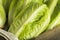 Raw Green Organic Romaine Lettuce