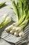 Raw Green Organic Spring Bulb Onions