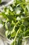 Raw Green Organic Sunflower Microgreens