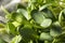 Raw Green Organic Sunflower Microgreens