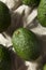 Raw Green Organic Unripe Avocados
