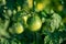 Raw green tomato plants in greenhouse Green tomatoes plantation. Organic farming, young tomato plants growth in greenhouse