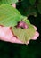 Raw Hazelnut in old woman hand palm.Vertical view