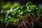 raw healthy food sprout microgreens Generative AI