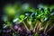 raw healthy food sprout microgreens Generative AI