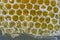 Raw Honey Filled Natural Wax Honeycomb Close-up