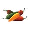 Raw jalapeno hot chilies. Vector Illustration