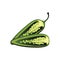 Raw jalapeno hot chilies. Vector Illustration