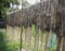 Raw jute fiber hanging for sun drying