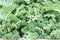 Raw kale salad texture, healthy eating concept or natural background
