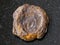 raw lake iron ore coin type (limonite) on dark