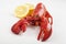 Raw lobster isolated