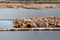 Raw logs floating down the Queen Charlotte Strain in Sayward, Canada