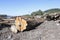 Raw Logs in Lumber Yard