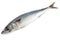 Raw Mackerel Fish