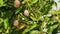 Raw Mango Fruit On The Tree,mango Orchard And Mango Tree Ready To Harvest,mango on tree,close up view of raw fruit,agriculture