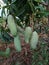 Raw Mangoes hang on mango tree nature background.