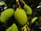 Raw mangoes hanging on tree