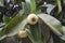 Raw mangosteen fruit on the tree.