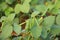 raw mung,green Mung bean crop close up in agriculture field,green Mung bean crop close up in agriculture field,mung bean