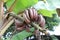 Raw Musa banana of tropical fruit (Nark banana) on tree.